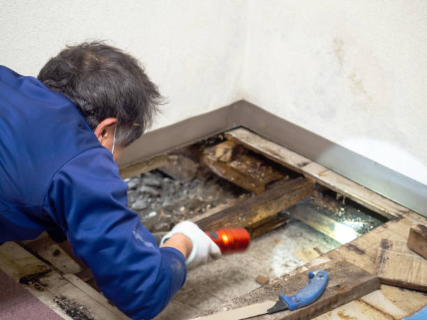Best Local Mold Removal Service  in Fort Myers Shores, FL