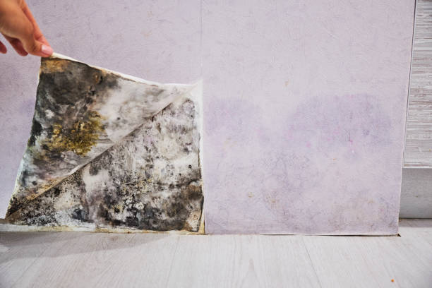 Best Home Mold Removal  in Fort Myers Shores, FL